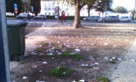 Copos descartáveis a poluir o Jardim do Campo Grande, Lisboa